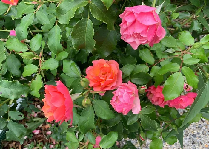 Chalet Bord De Mer 6 Couchages Merville-Franceville-Plage