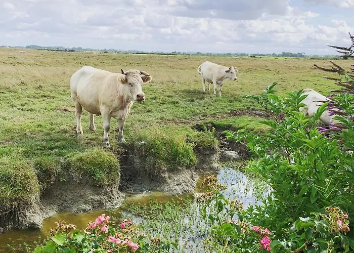 Chalet Bord De Mer 6 Couchages * Merville-Franceville-Plage