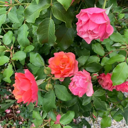 Chalet Bord De Mer 6 Couchages Merville-Franceville-Plage