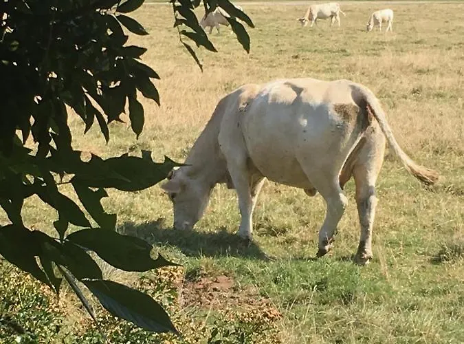 Chalet Bord De Mer 6 Couchages Merville-Franceville-Plage